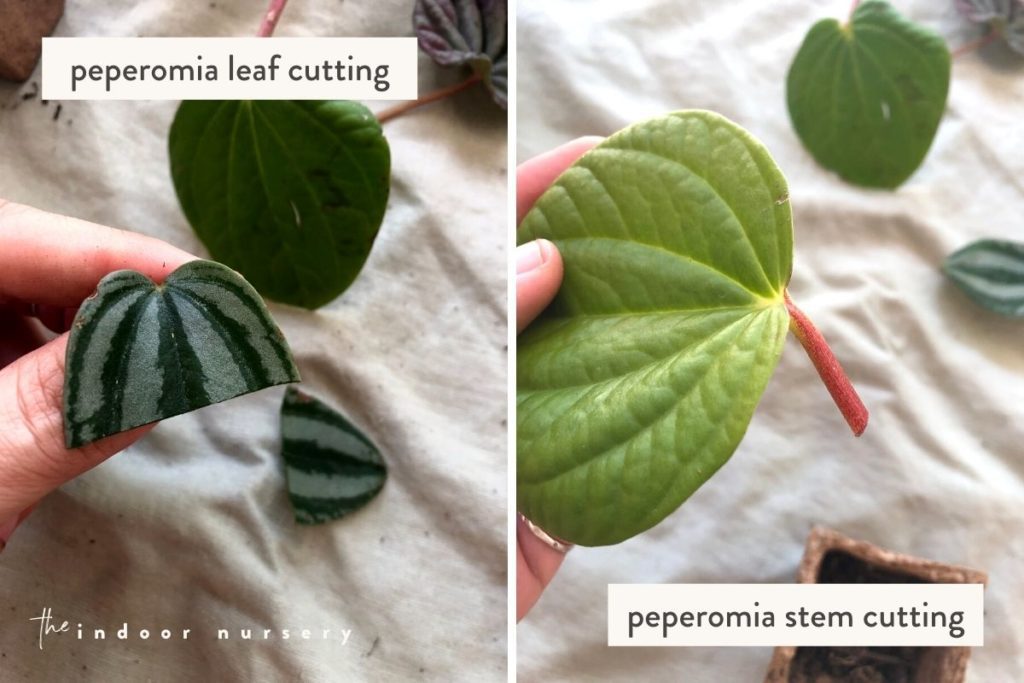 Two pictures of propagating peperomia with leaf and steam cutting