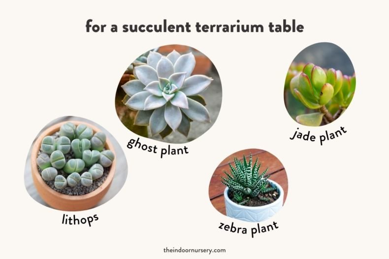 DIY Terrarium Table: How To Make A Table With Plants Inside