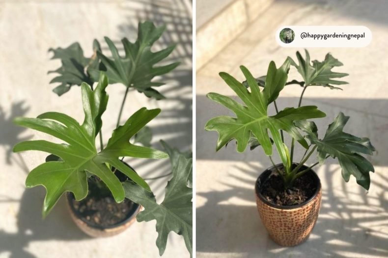 Different Types Of Philodendron Plants The Indoor Nursery