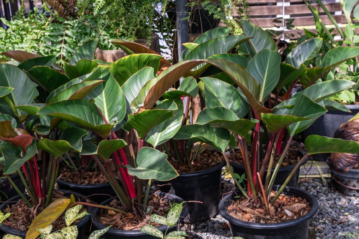 types of philodendrons