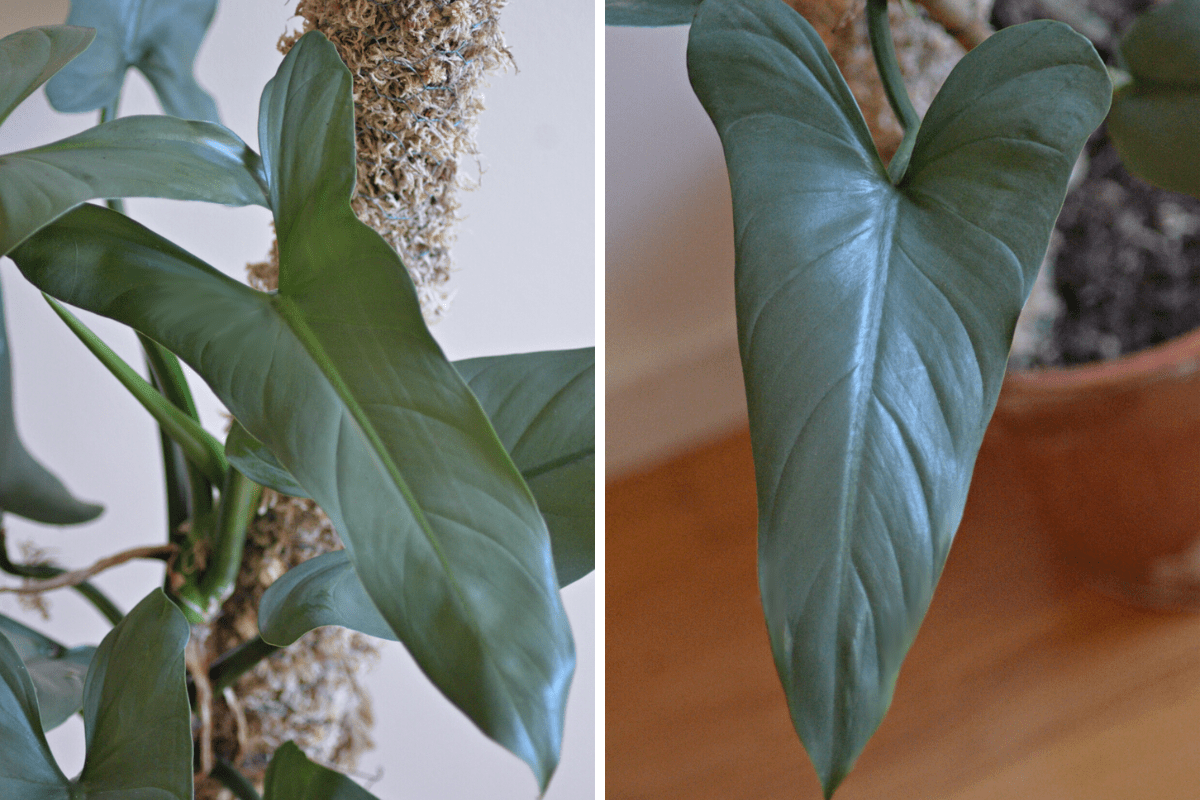 types of philodendrons