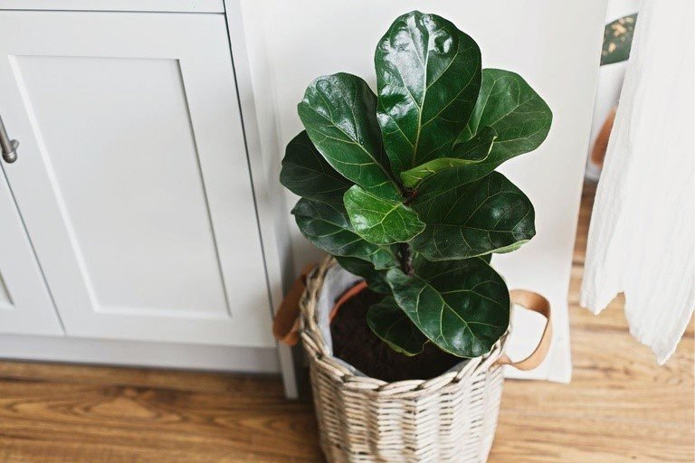 ficus lyrata indoor