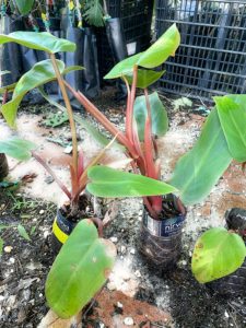 red philodendron