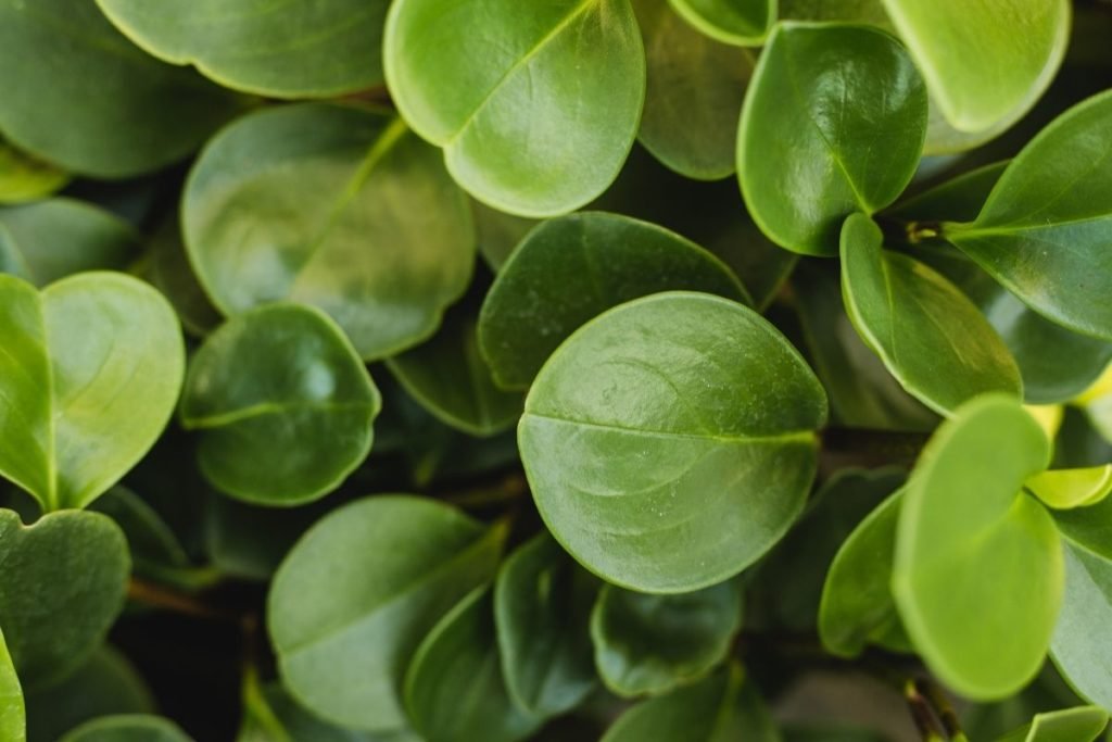 Baby Rubber Plant (Peperomia obtusifolia) 