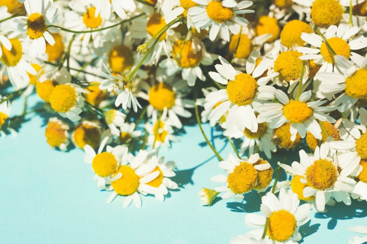 Growing chamomile: how to grow chamomile plants and keep them happy