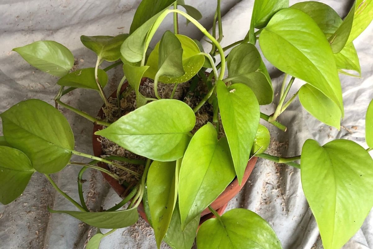 how to make pothos fuller (in 5 minutes)