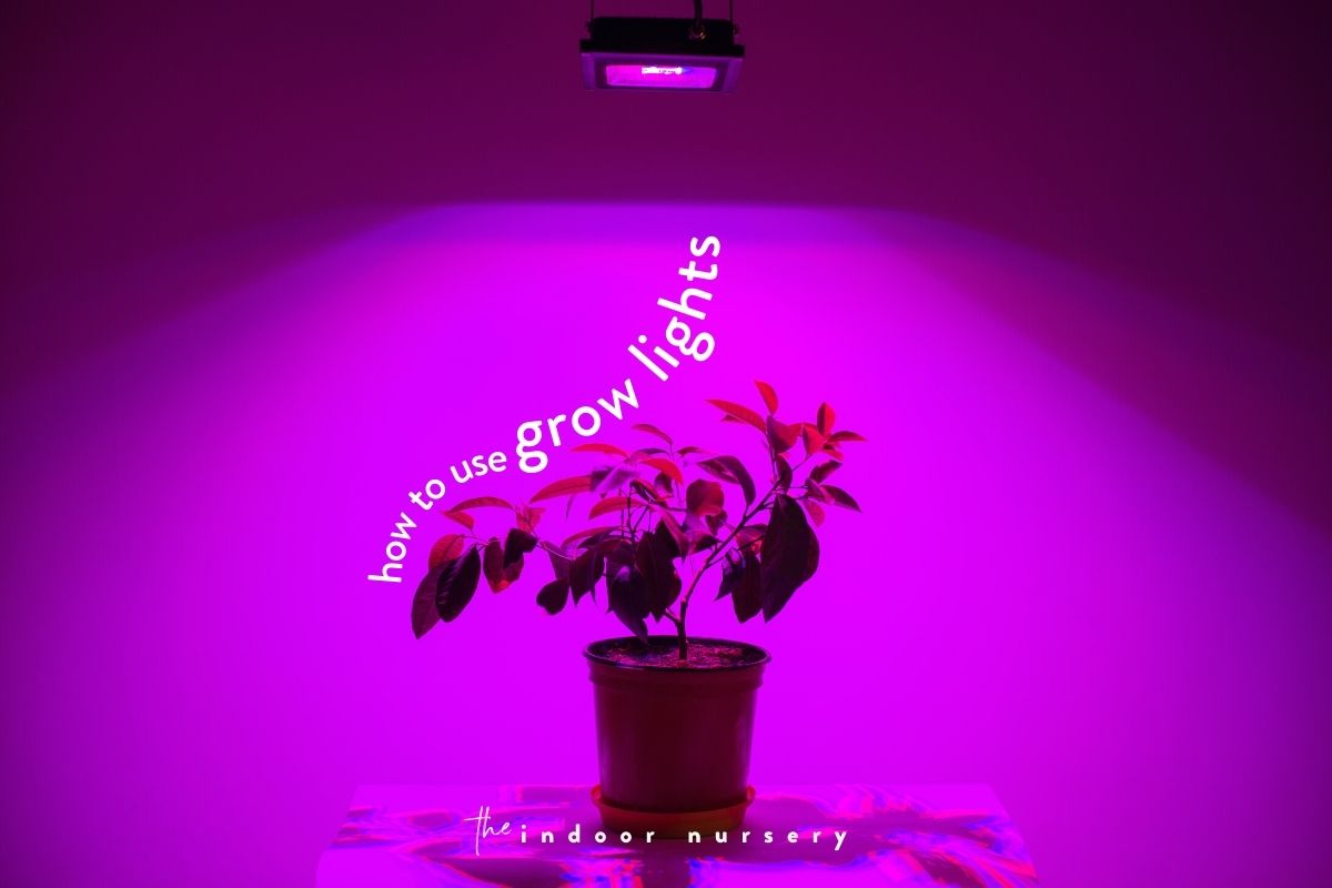 how to use grow lights for indoor plants