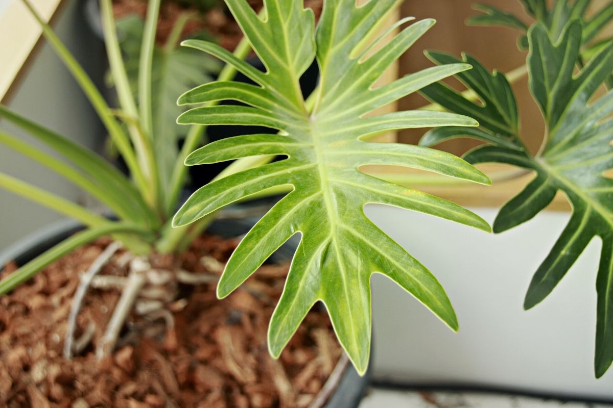 Why is My Philodendron Turning Yellow? 