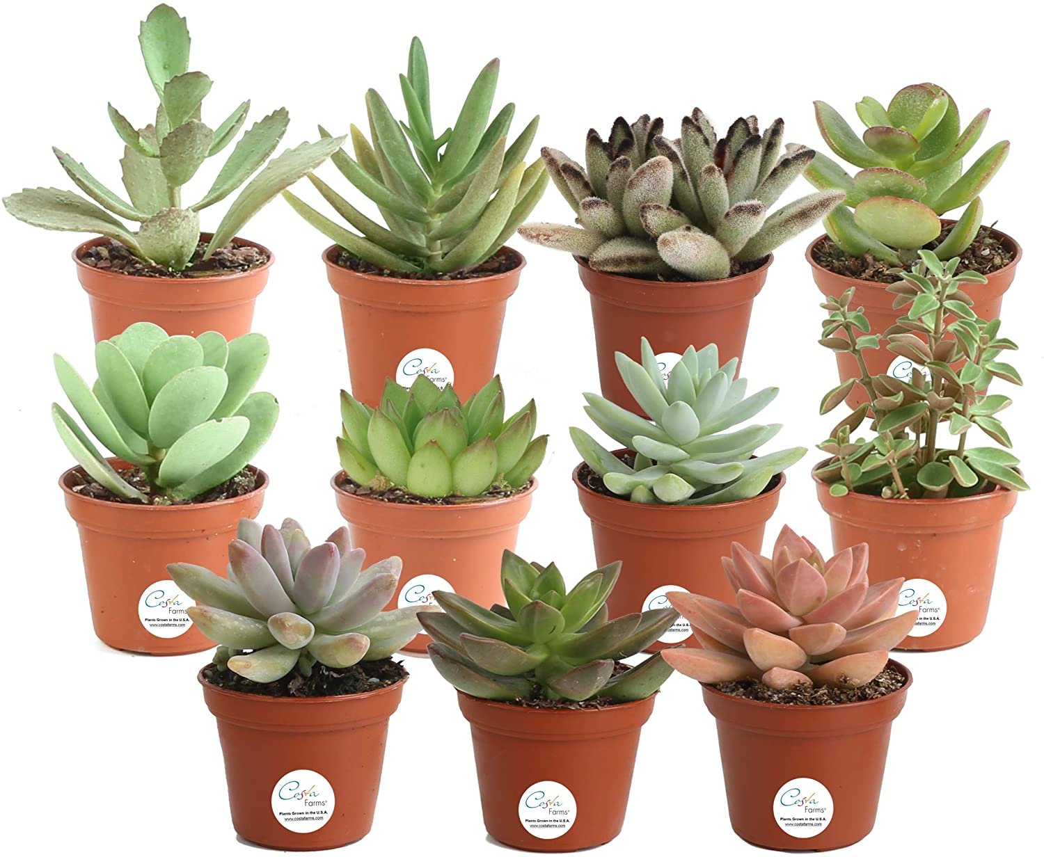7 Best Succulents For Beginners (Buy Live Plants Online 🚚)