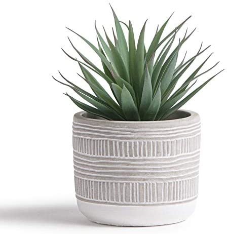 7 Best Succulents For Beginners (Buy Live Plants Online 🚚)
