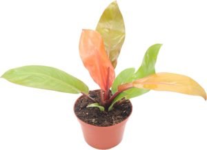 Philodendron prince of orange