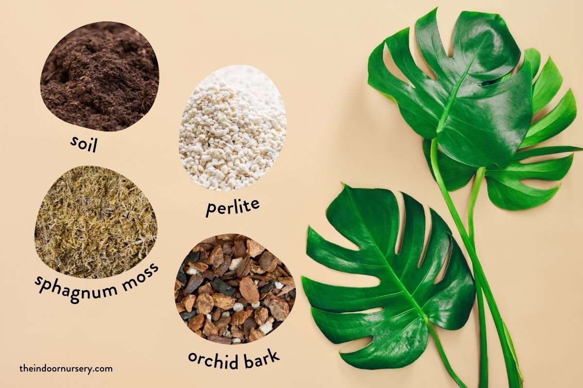 best soil for monstera plants