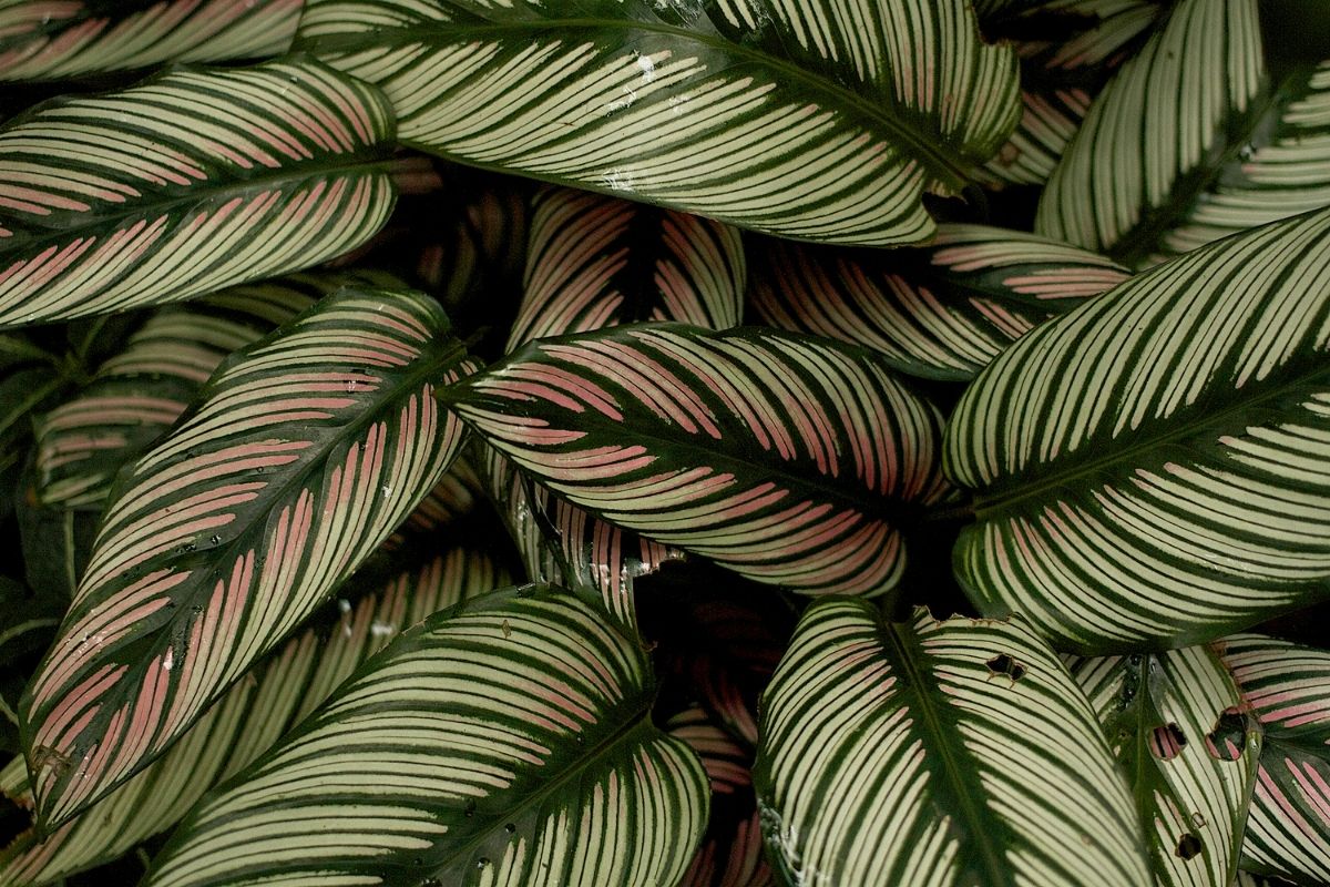 Common Calathea Problems and How to Fix Them