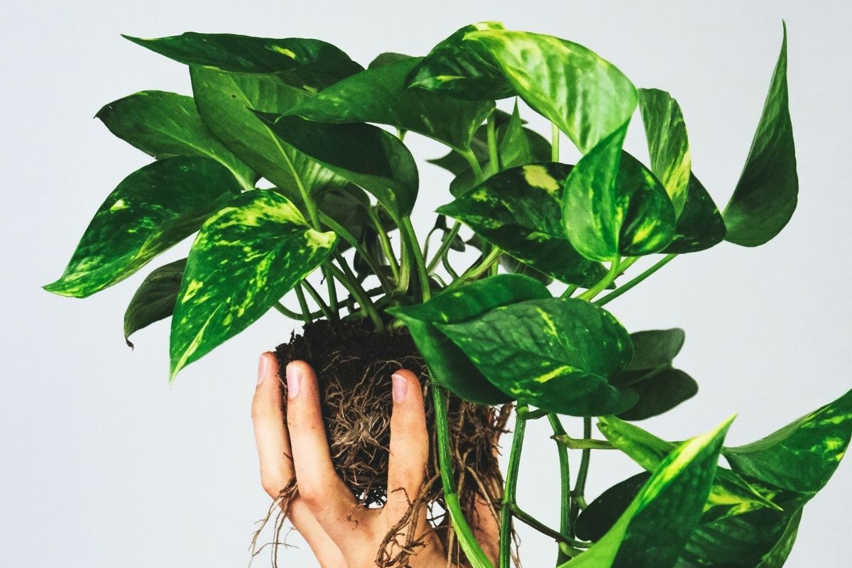 How Often To Water Pothos Plants (And When To Cut Back)