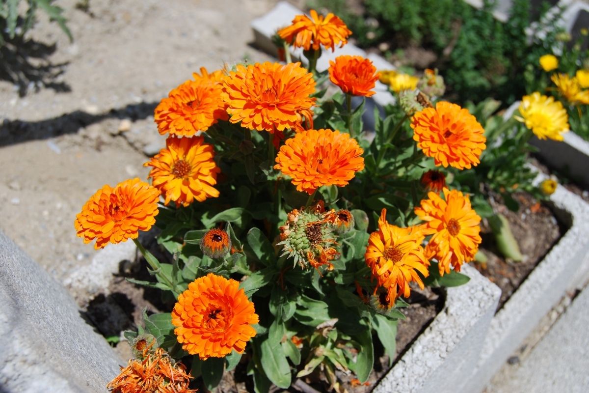calendula officinalis care: how to keep them happy