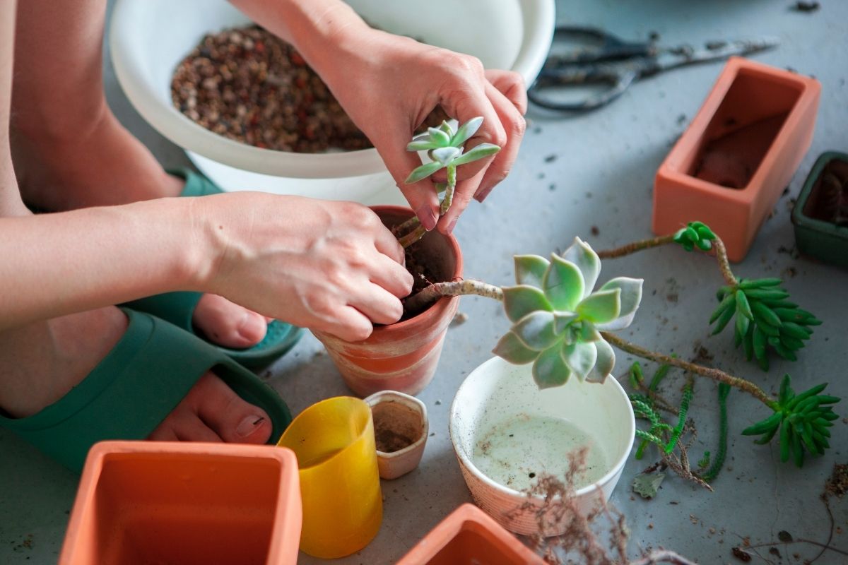 how to repot succulents: a beginners guide to repotting succulents