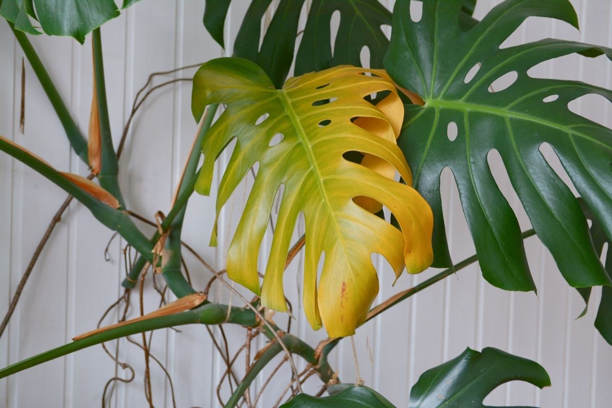 save your overwatered monstera in 4 steps (and how not to do it again)