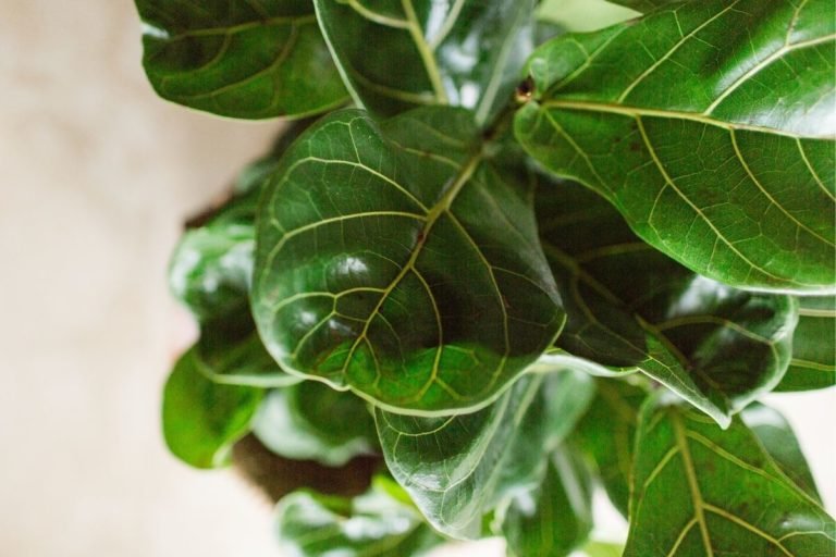 Ficus Lyrata Care Tips: How To Care For Ficus Lyrata Indoors