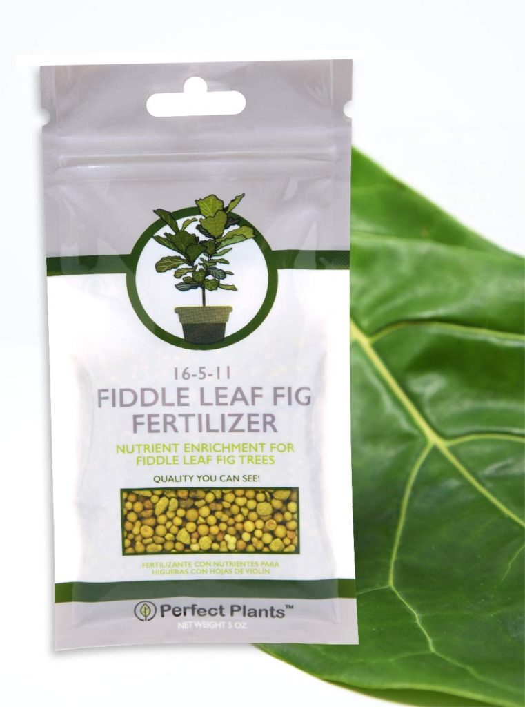 fiddle leaf fertilizer