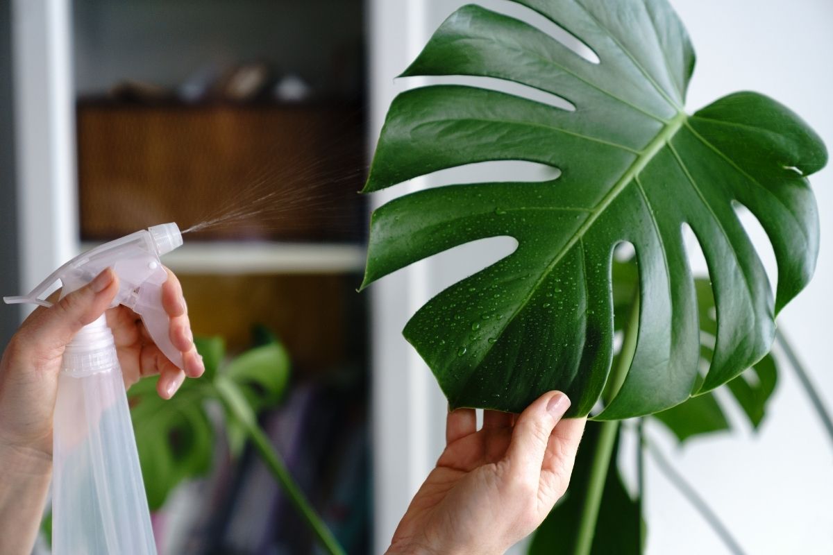how often to water monstera plants