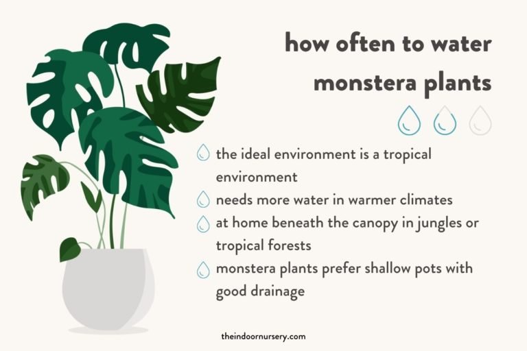 How Often To Water Monstera Plants