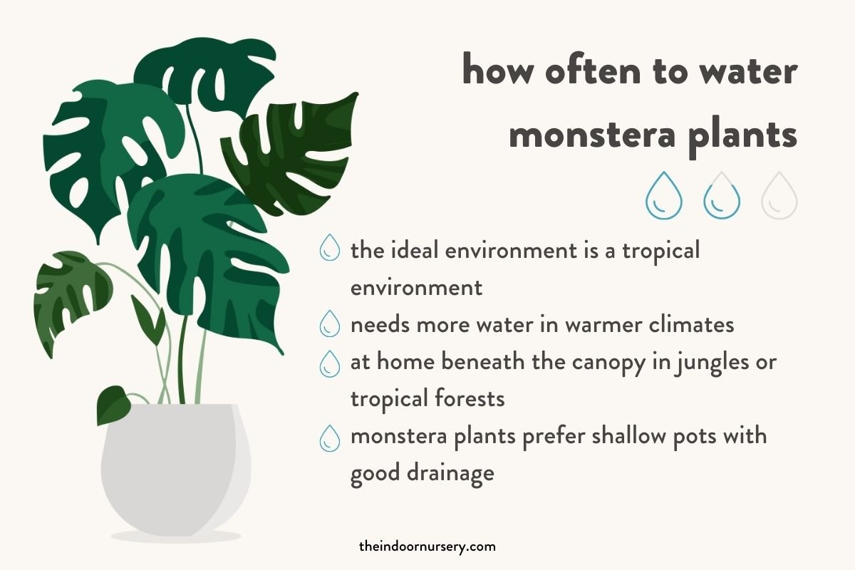 how often to water monstera plants