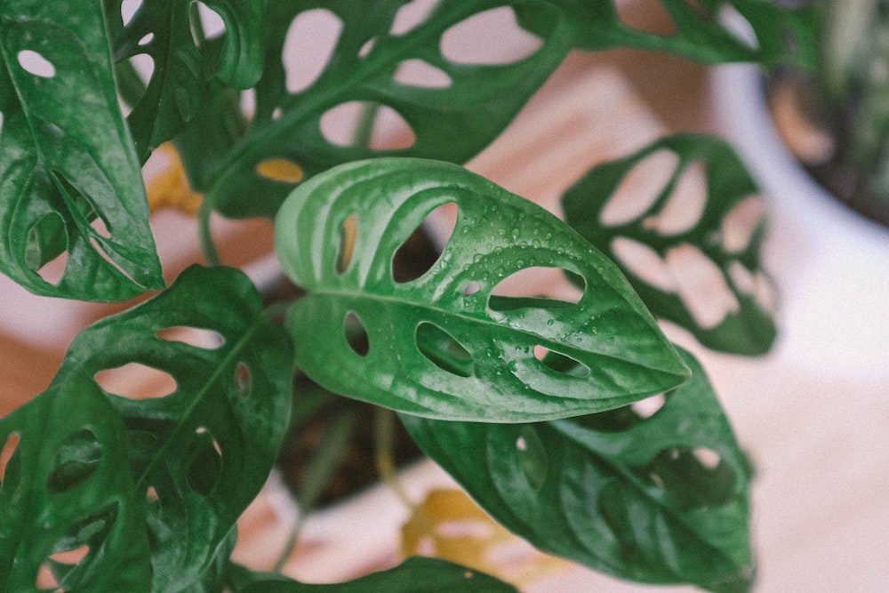monstera adansonii care: how to keep them happy
