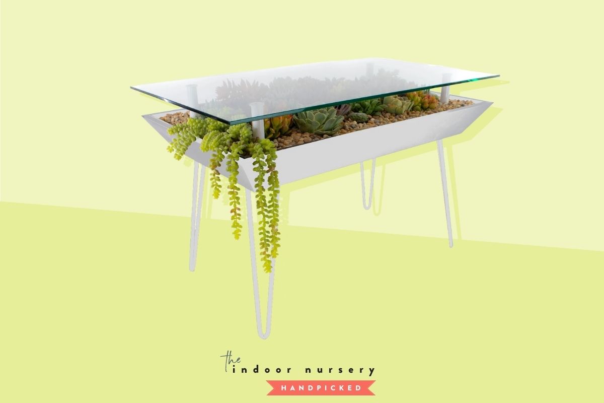 7 best terrarium tables that are perfect for indoor plants