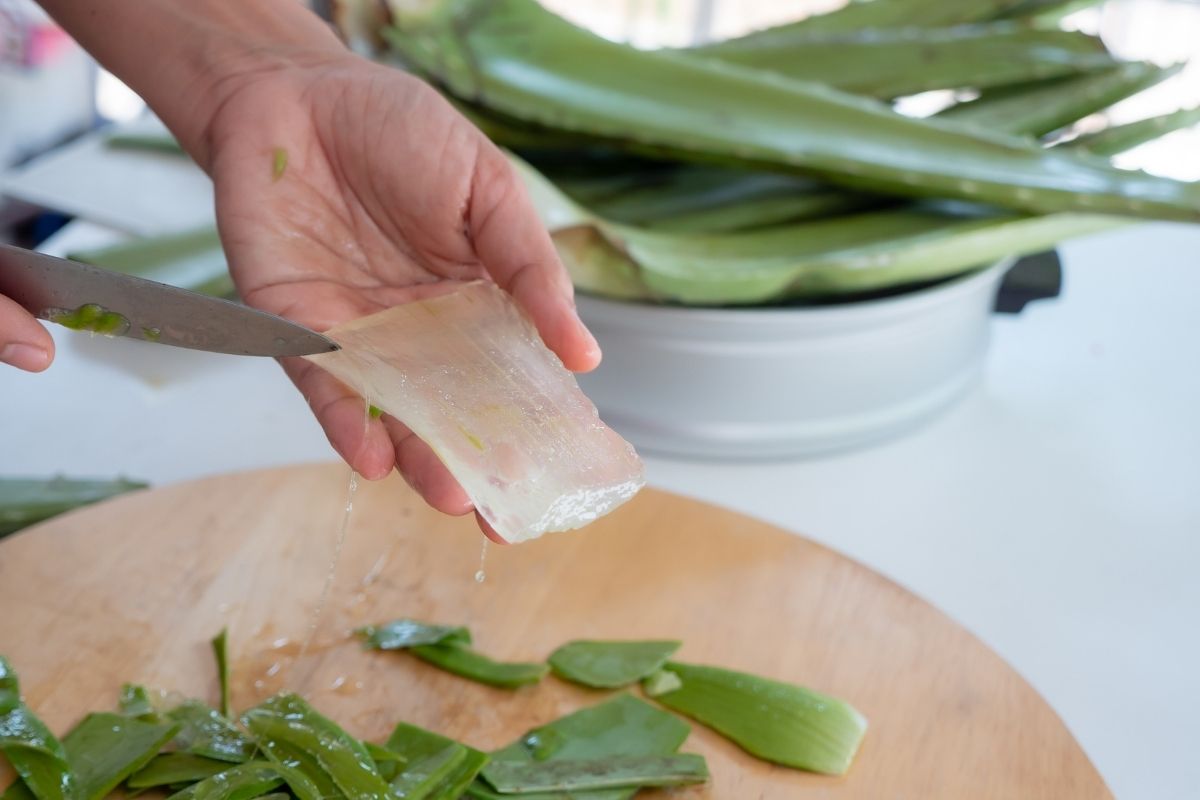 how to cut aloe vera