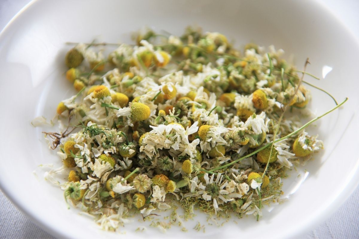 how to harvest chamomile