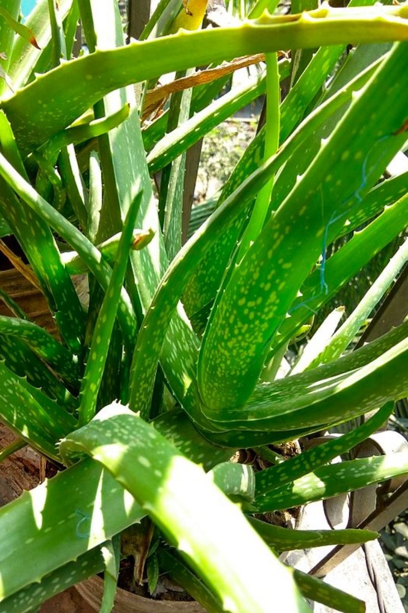 large droopy aloe plant heavy leaves