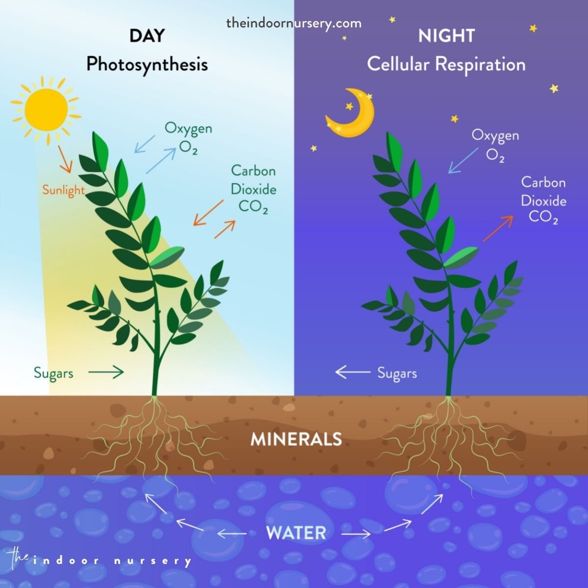 photosynthesis and cellular respiration