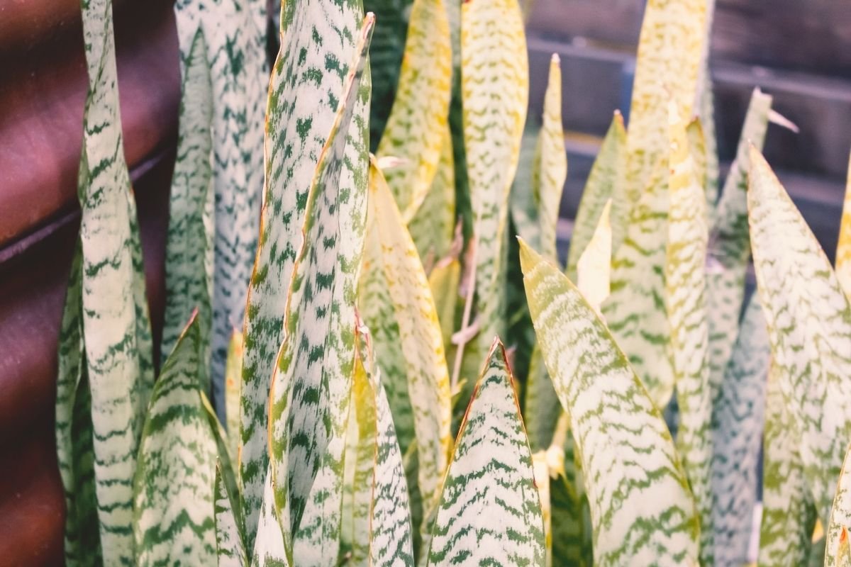 snake plant in bad soil