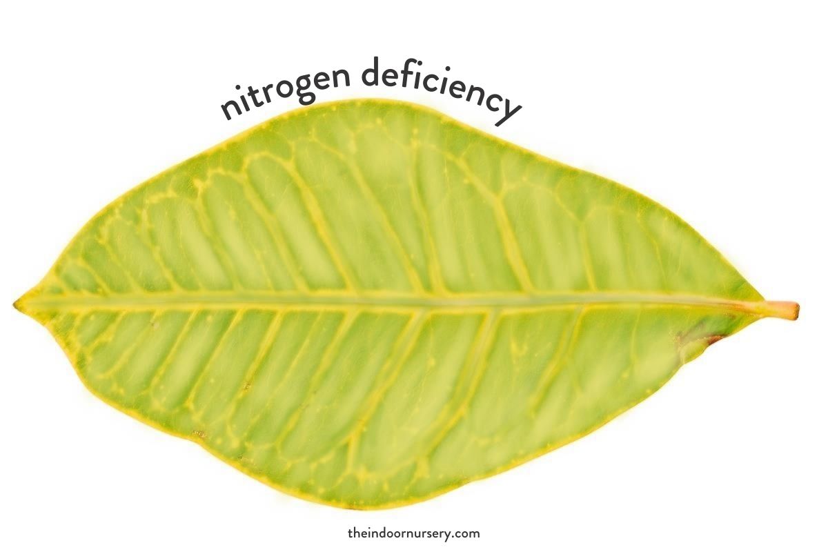 what nutrients do plants (nitrogen)