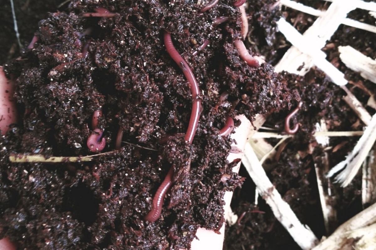  worm composting for beginners