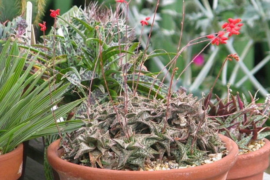 aloe in its pot