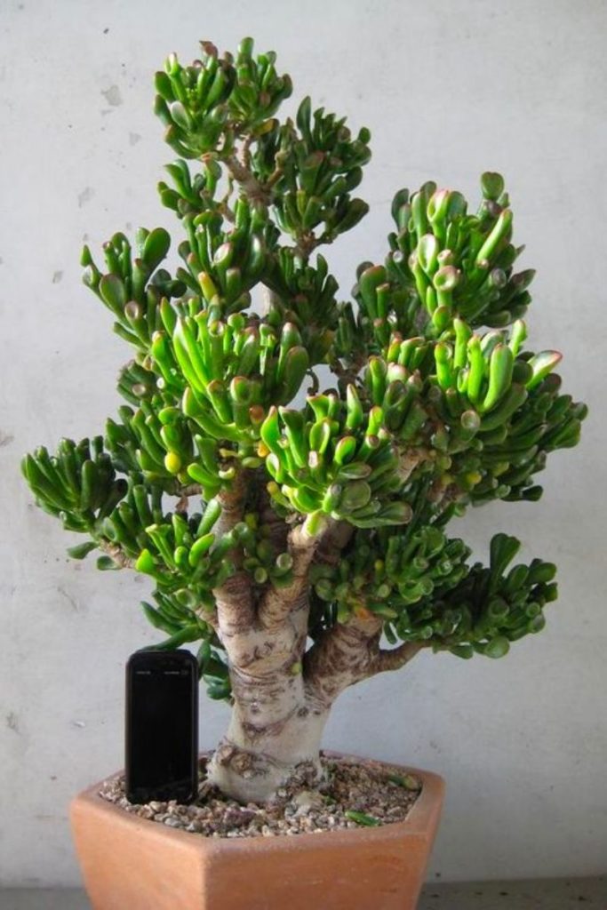 Crassula ovata 'Gollum' grown as bonsai