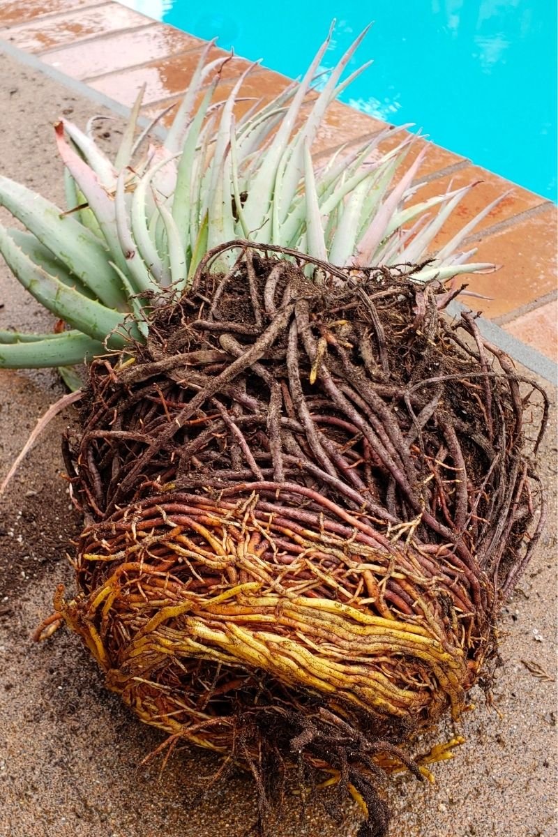 a droopy aloe plant might be root bound