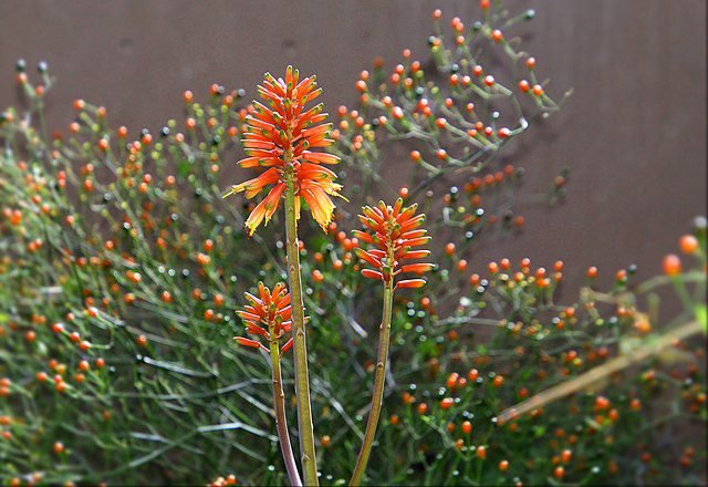 aloe vera bloom coral orange