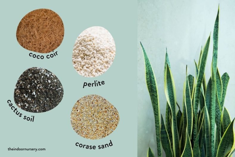 Best Soil For Snake Plants That Will Keep Them Happy