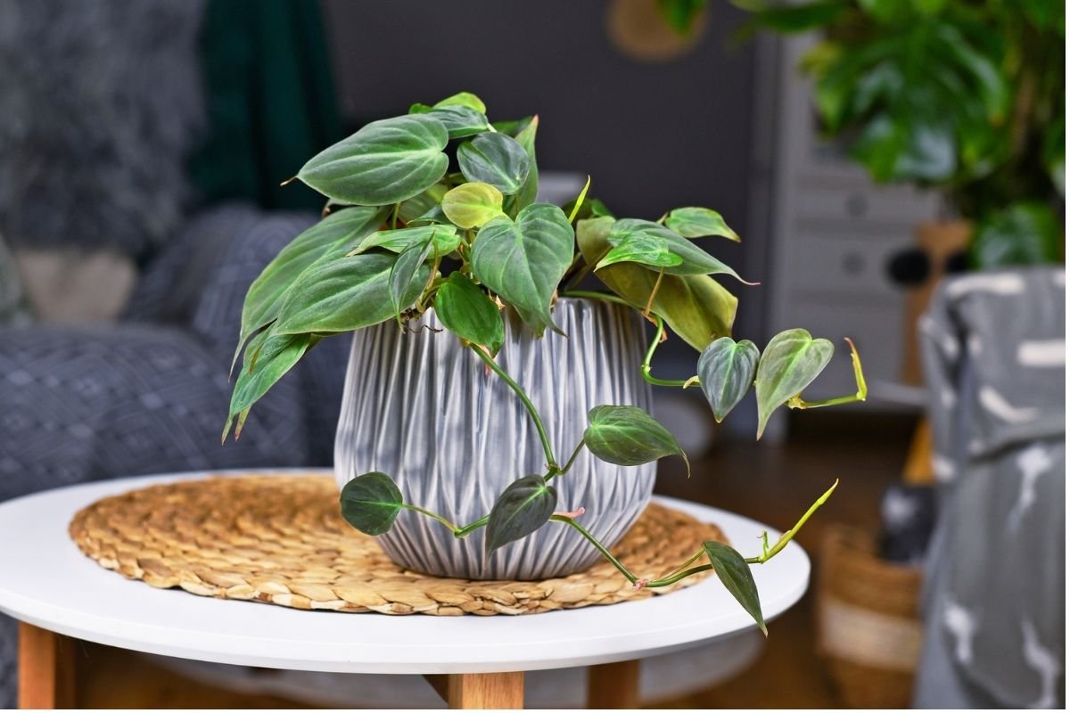 potted Velvet Leaf Philodendron