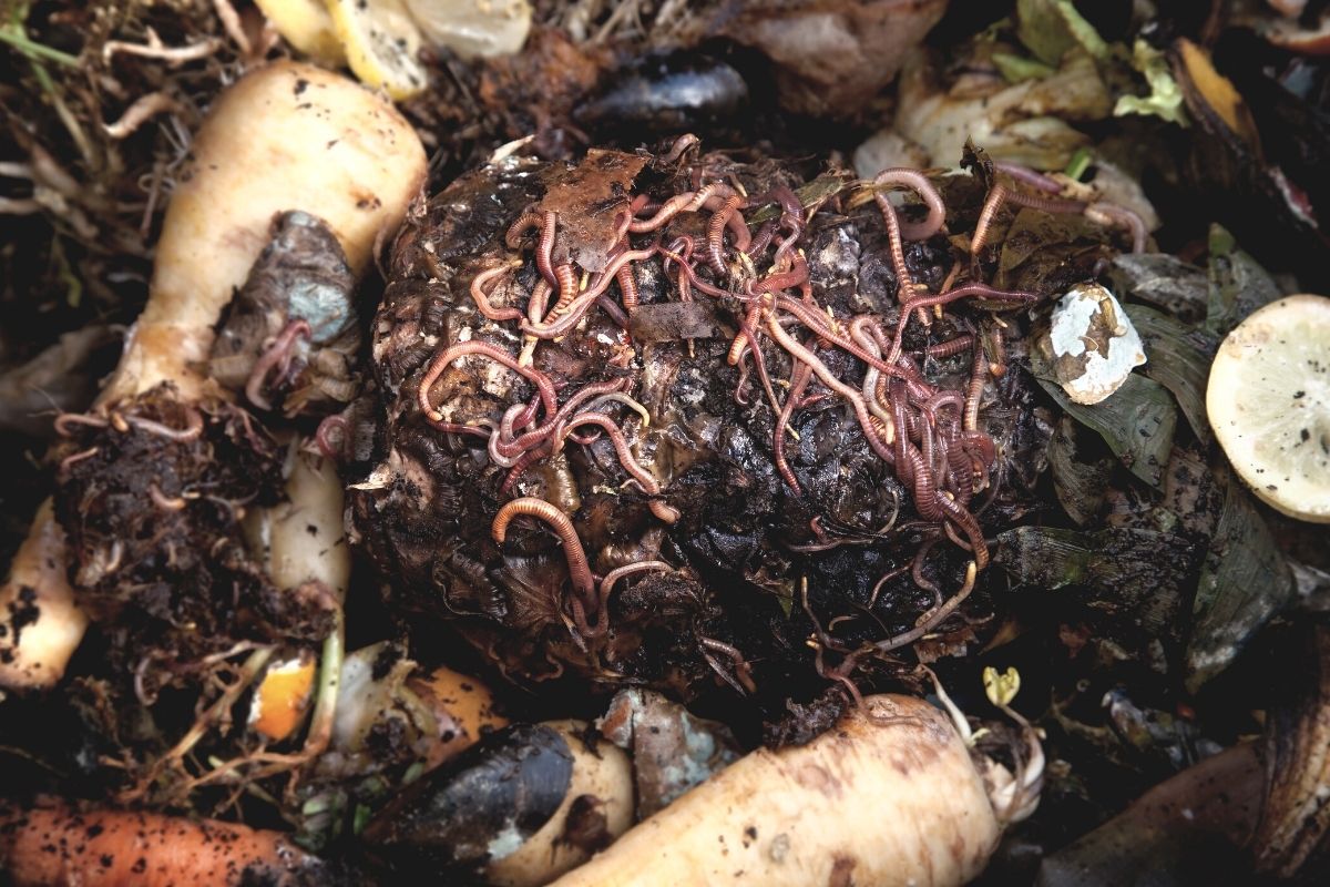 worm composting for beginners