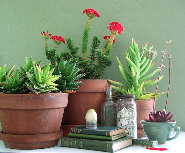 aloe vera potted indoors with other succulents home decor