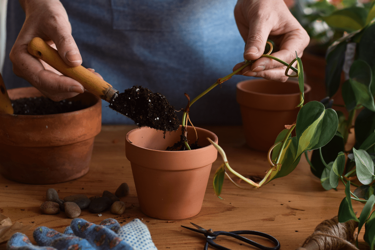 best soil for pothos