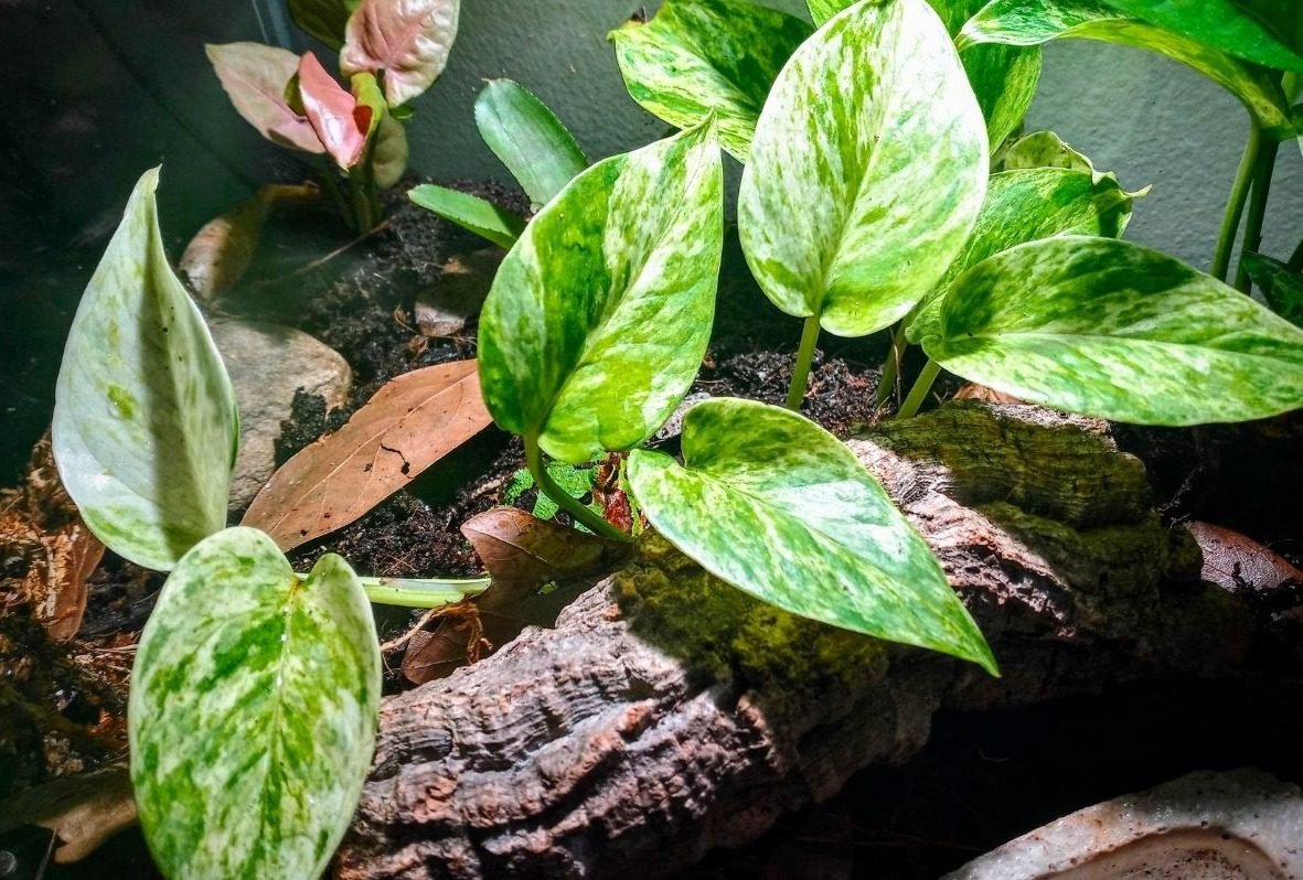 marble queen pothos in terrarium