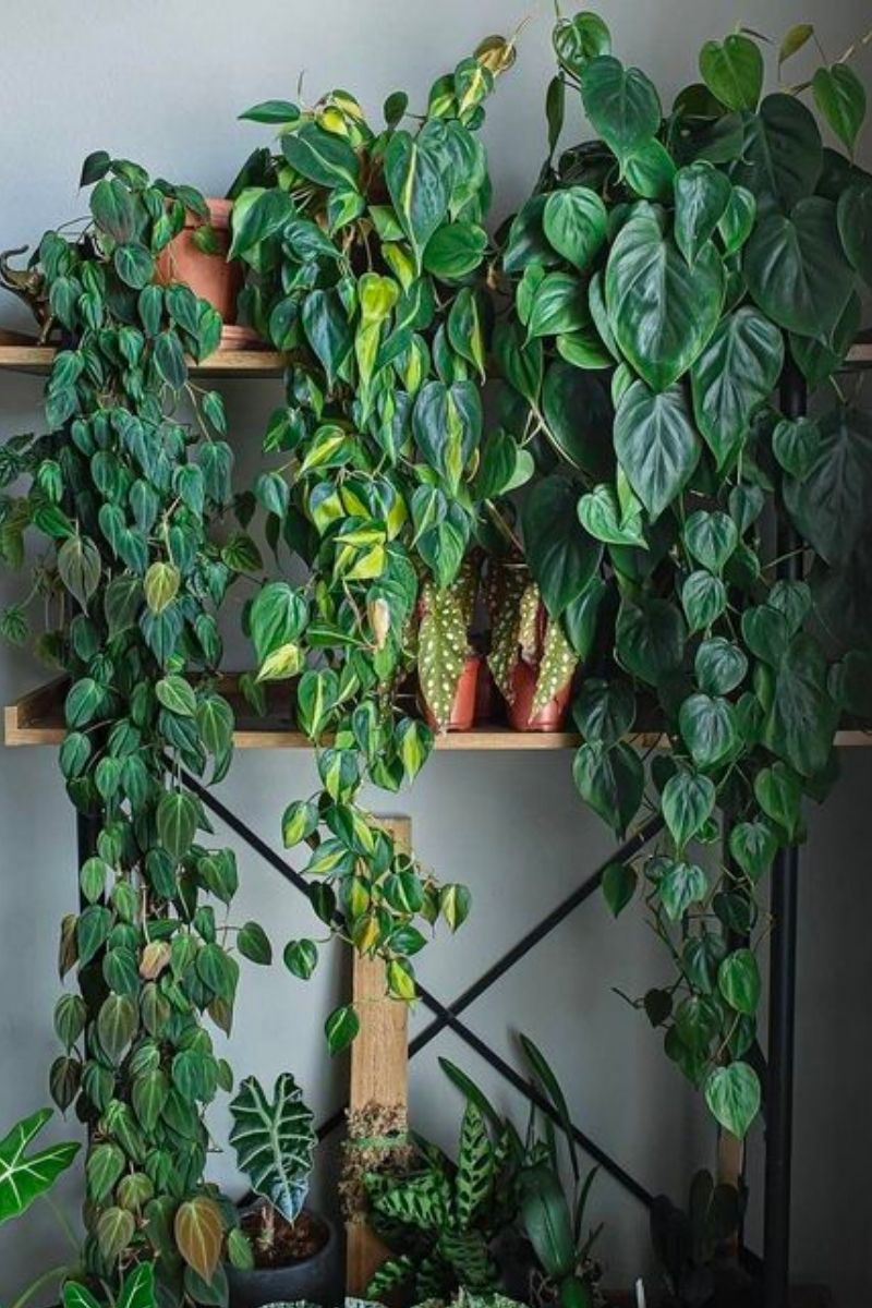 philodendron micans: how to grow them and keep them happy