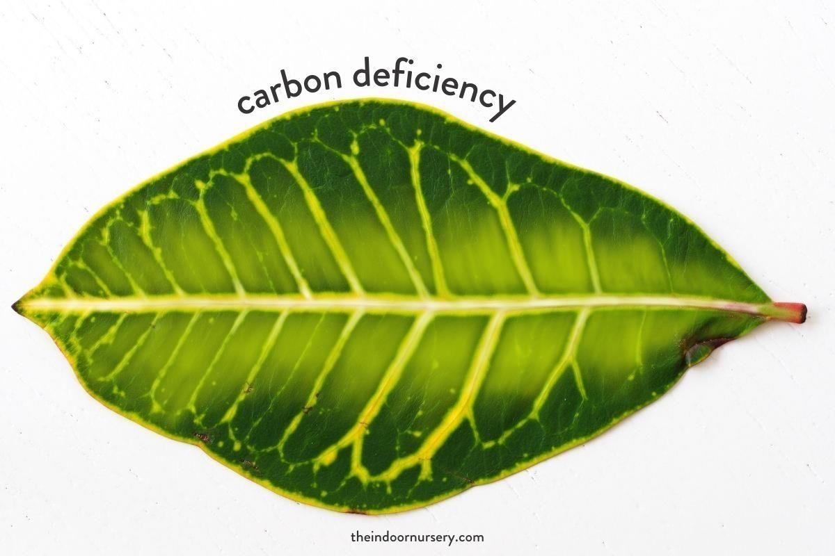  what nutrients do plants (carbon)
