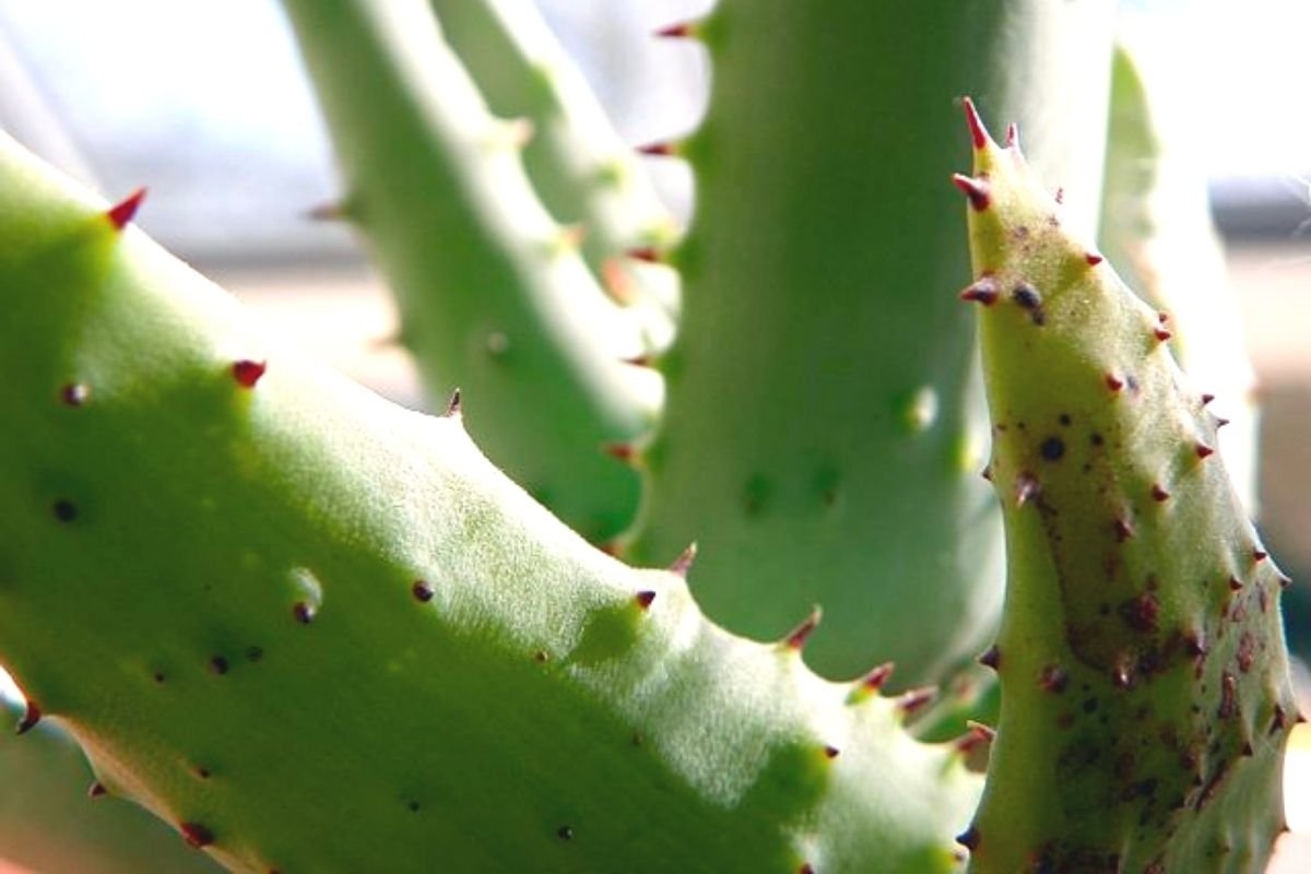 aloe rust can cause a droopy aloe plant