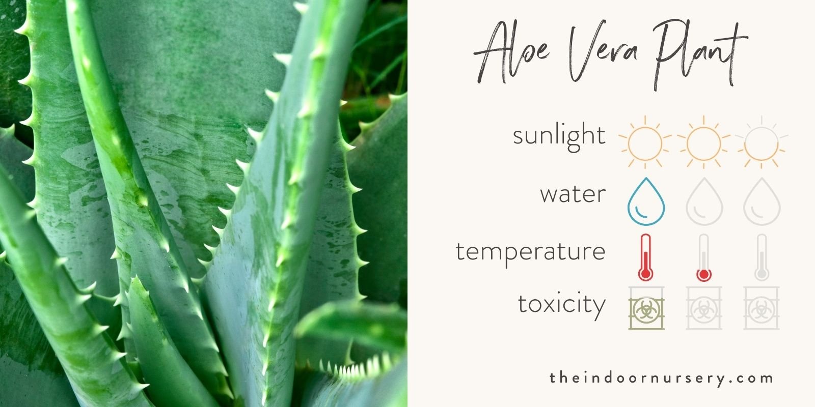 aloe vera plant care guide