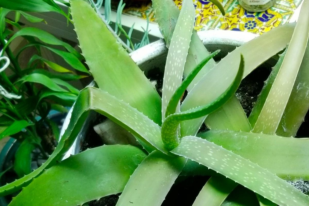 got a droopy aloe plant? here’s what to do